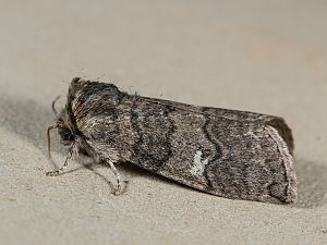 Tethea or - Wollrückenspinner
